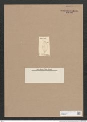Navicula sp. (de-Toni-Nr.: Genus 1, Species 364) Zeichnungen Sammlung Grunow Nr. 1324 (NHMW-BOT-W0368250)